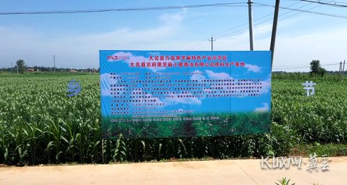 芝麻开花节节高 农科院解锁农业科技的隐形力量