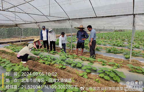台风来袭，中国农科院蔬菜产业专家团启动应急响应 科技赋能防灾减灾——农业科技领域内的技术咨询与行动指南